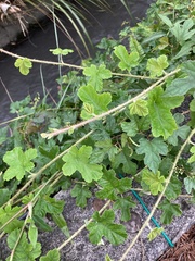 Rubus nagasawanus