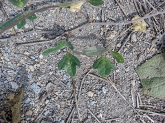 Macroptilium atropurpureum