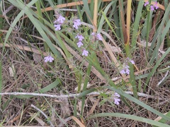 Hemiandra pungens