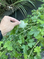 Rubus nagasawanus