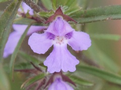 Hemiandra pungens