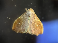 Heterorta plutonis