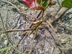 Macroptilium atropurpureum