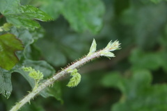Rubus nagasawanus