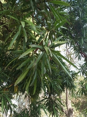 Acacia confusa