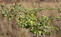 Gomphocarpus filiformis