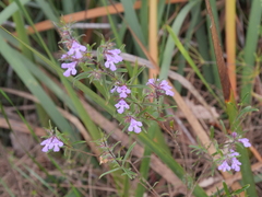 Hemiandra pungens