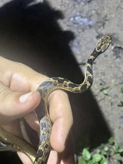 Leptodeira rhombifera