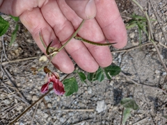 Macroptilium atropurpureum