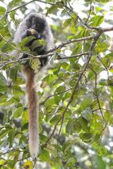 Callicebus nigrifrons