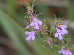 Hemiandra pungens