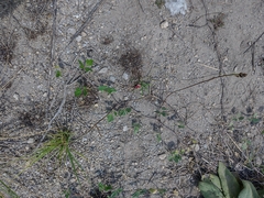 Macroptilium atropurpureum