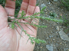 Salsola collina