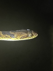 Leptodeira rhombifera