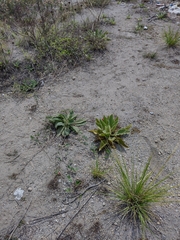 Macroptilium atropurpureum