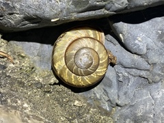 Euhadra sandai communis