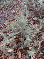 Asparagus acutifolius