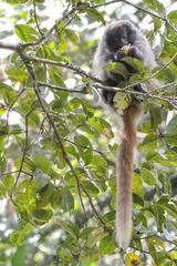 Callicebus nigrifrons