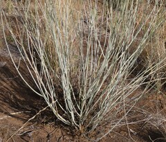 Gomphocarpus filiformis