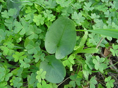 Arisarum