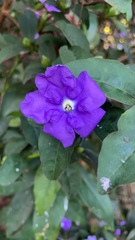 Brunfelsia pauciflora