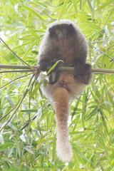 Callicebus nigrifrons