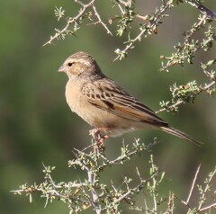 Emberiza impetuani