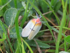 Ityraea electa