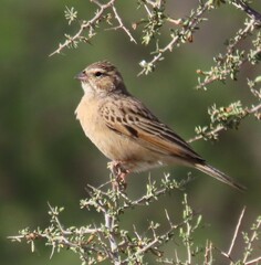 Emberiza impetuani