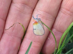 Ityraea electa