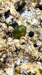 Nostocales