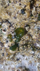 Nostocales