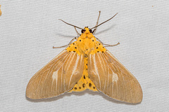 Asota plaginota