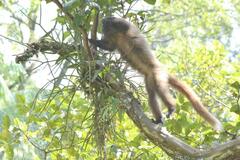 Callicebus nigrifrons