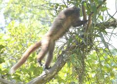 Callicebus nigrifrons