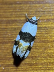 Zonopetala decisana