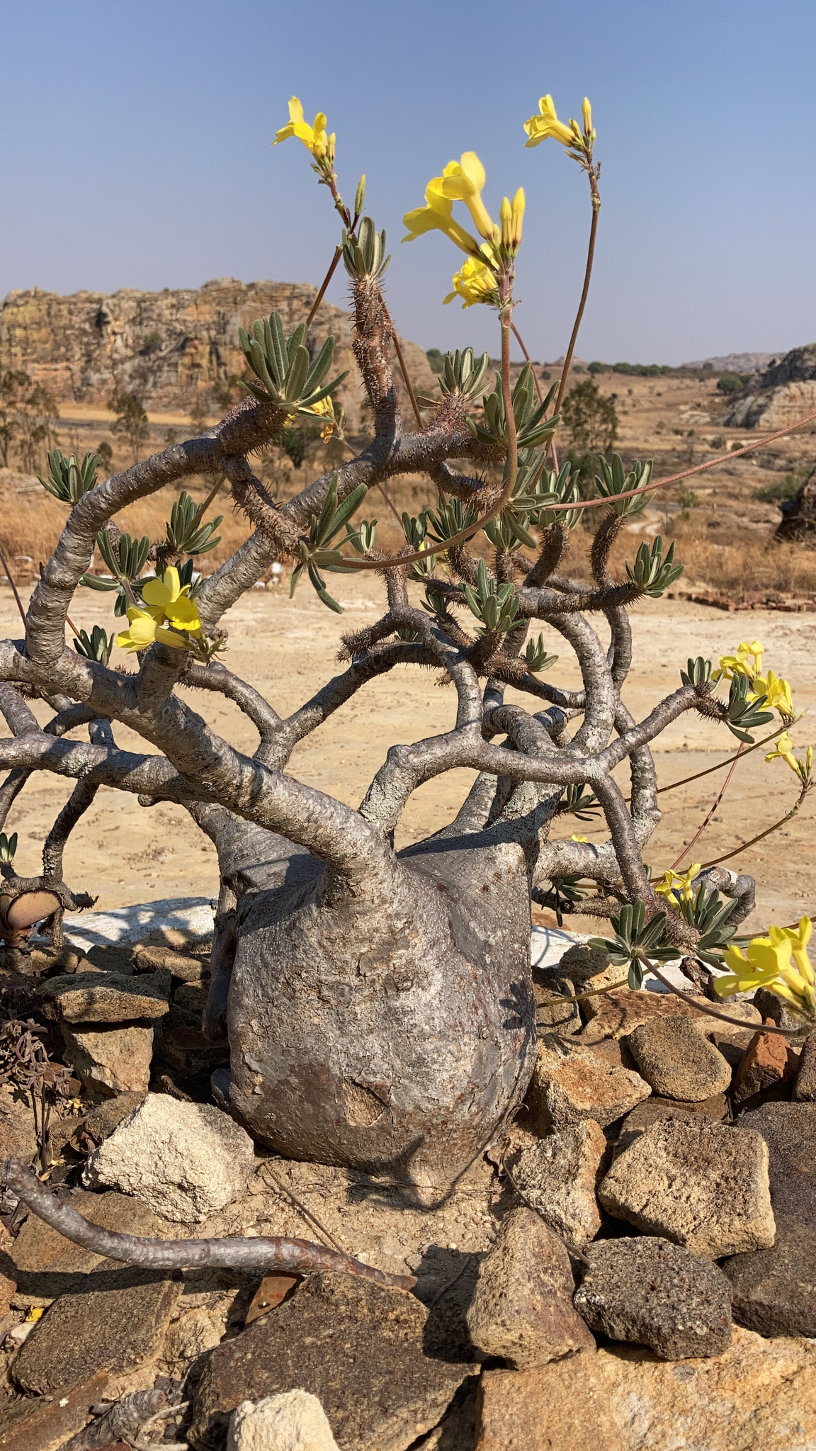 Variety Pachypodium rosulatum gracilius · iNaturalist