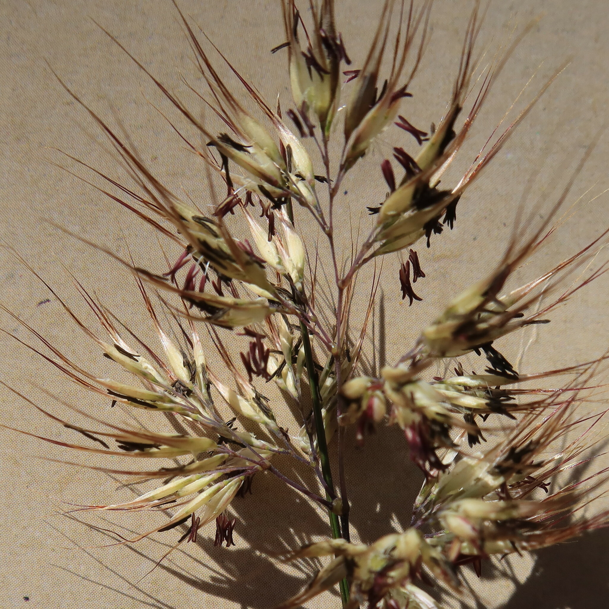 Pentameris curvifolia