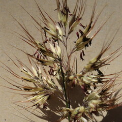 Pentameris curvifolia