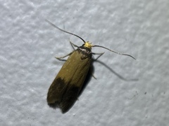 Heteroteucha dichroella