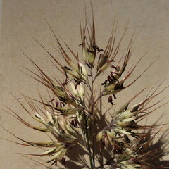 Pentameris curvifolia