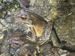 Leptodactylus savagei