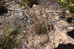 Pentameris curvifolia