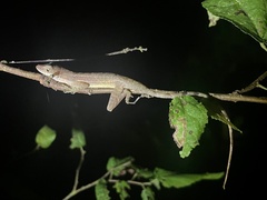 Anolis apletophallus