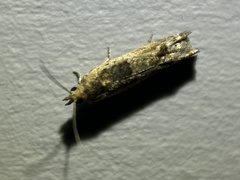 Crocidosema plebejana