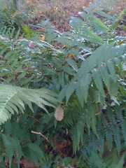 Dryopteris celsa