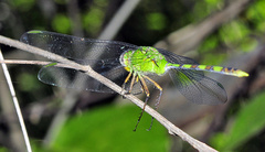 Erythemis vesiculosa