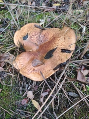 Paxillus involutus