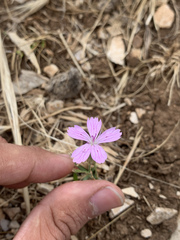 Dianthus strictus