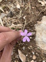 Dianthus strictus